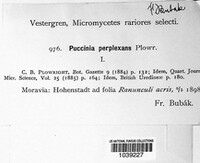 Puccinia recondita image